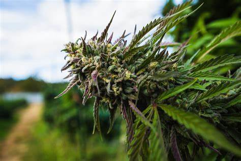 This billionaire is spending millions to defeat recreational weed in Florida - Yahoo Finance UK