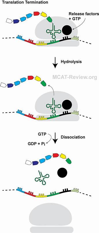A mini-hairpinpeptide blocks translation termination by a distinct mechanism