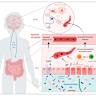 Social anxiety disorder-associated gut microbiota increases social fear