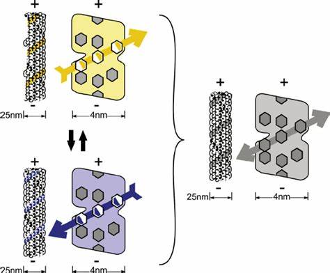 Experimental Support for Quantum Microtubule Theory of Consciousness