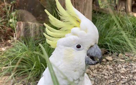 Sydney's sulphur-crested cockatoos spotted using drinking fountains