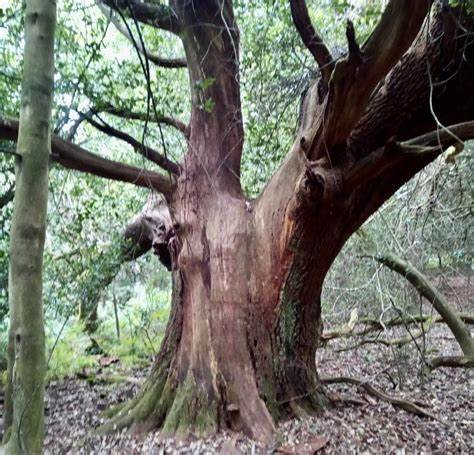 UK's Ancient Tree Inventory