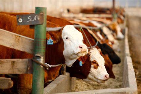 US cattle producers have started rebuilding herds, or will soon, Tyson Foods CEO says