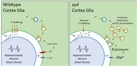Glia may play key role in managing sleep n metabolism, fruit fly study suggests
