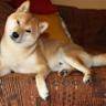 Learn About Shiba Inu (SHIB) And You Will Win, Says Analyst