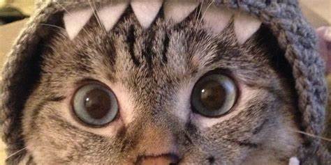 Shark Cat Solana Meme Coin Fight Ends Without Legal Battle - Decrypt