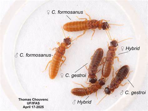 UF/IFAS scientists confirm hybrid termites established in Florida