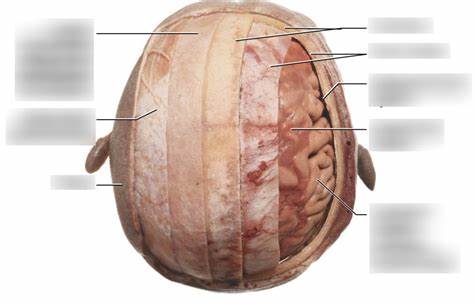 Brain tissues, assemble Inside the push to build better brain models