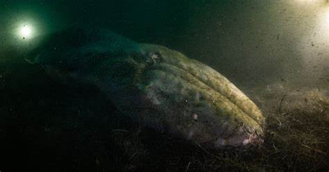 A Diver Visited a Fallen Whale. When He Returned, It Was Gone