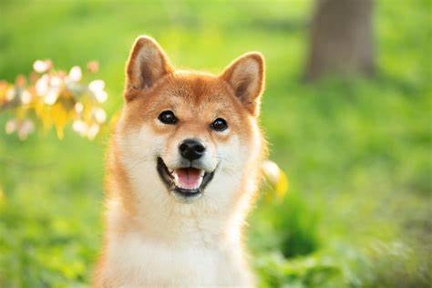 Why Dogecoin Was a Star Cryptocurrency Today