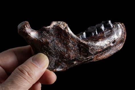 Who were the ancient Denisovans? Fossils reveal secrets about mysterious humans