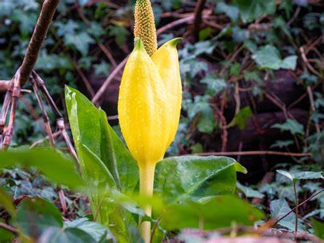 Skunk cabbages and other smelly plants brew their foul odour