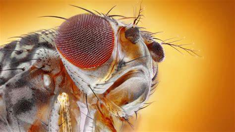 Fruit flies are rewriting the story of cocaine research