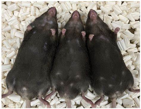 Maternal Iron Deficiency Can Trigger Sex Reversal in Mouse Embryos