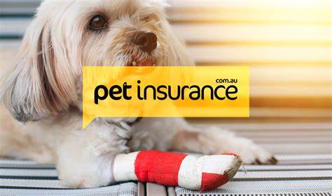 How does pet insurance work? A complete guide