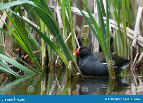 Farmers can help rescue water-loving birds