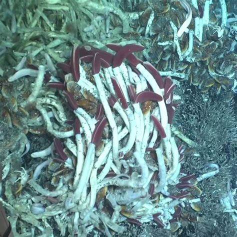 Volcanic Eruption in Deep Ocean Ridge Is Witnessed by Scientists for First Time