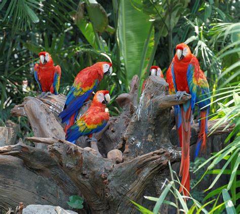 parrot.live