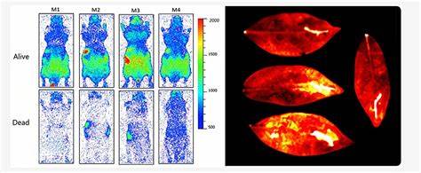 Living beings emit faint light that extinguishes upon death, according to study
