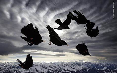 Empire of flight: Why birds don't fly Bentleys and we humans will never fly