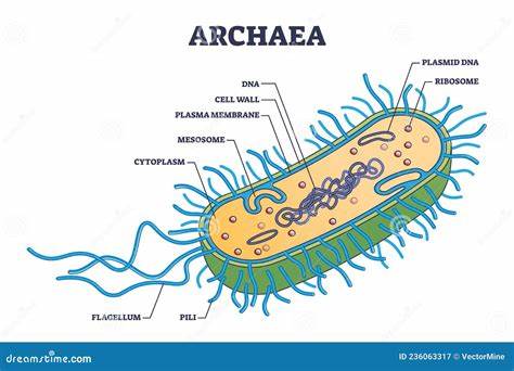 Archaea