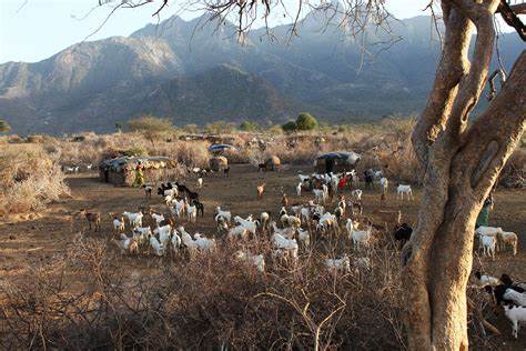 One of the sources of carbon credits is in conflict with Kenyan herders