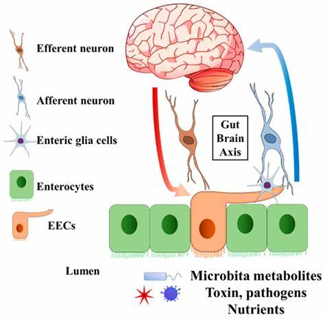 T Cells Take Up Residence in the Healthy Brain via a Gut-Fat-Brain Axis