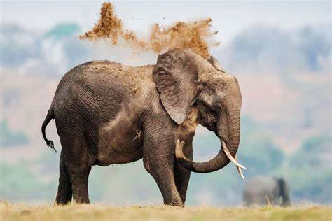 Elephants evolved to beat cancer, and how we could too