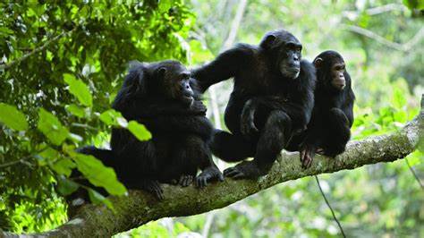 Chimpanzees use medicinal leaves to perform first aid, scientists discover