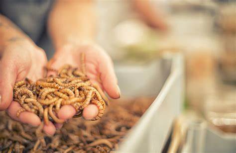 Insect protein could be 13.5 times worse for climate than soy