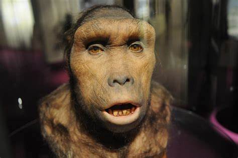 The curse of Toumaï: An ancient skull and bitter feud over humanity's origins