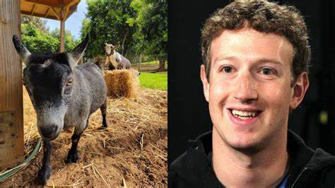 Mark Zuckerberg has a goat named Bitcoin and we're a little worried for it - Mashable