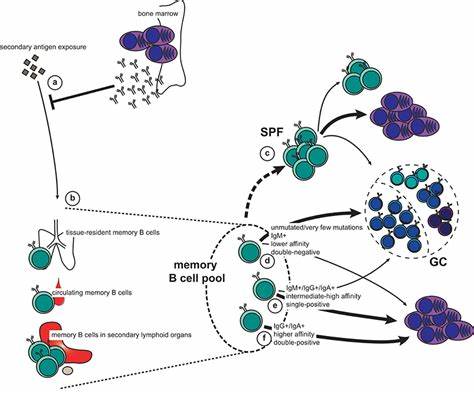 Macrophages direct location-dependent recall of B cell memory to vaccination