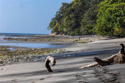 Adolescent capuchins kidnap the offspring of howler monkeys out of boredom
