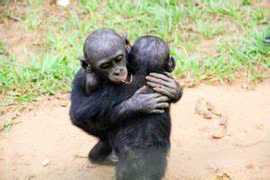Ape Empathy Shatters Species Stereotypes