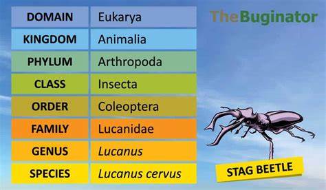 A Taxonomy of Bugs