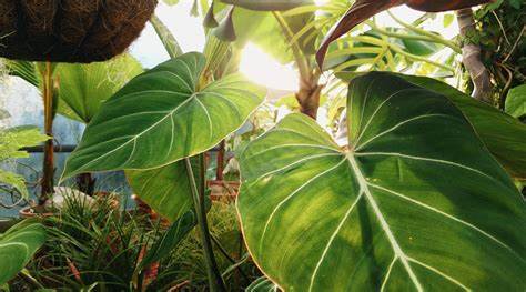 Why Are Plants Green? To Reduce the Noise in Photosynthesis. (2020)