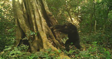 5-year study suggests chimps strike stones against trees as communication