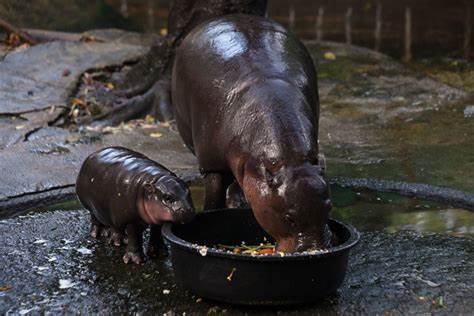Moo-Deng: How a baby pygmy hippo wobbled her way to global stardom