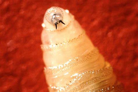 Deadly Screwworm Parasite's Comeback Threatens Texas Cattle, US Beef Supply