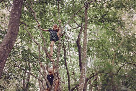 Climbing trees 3: from trees to forests
