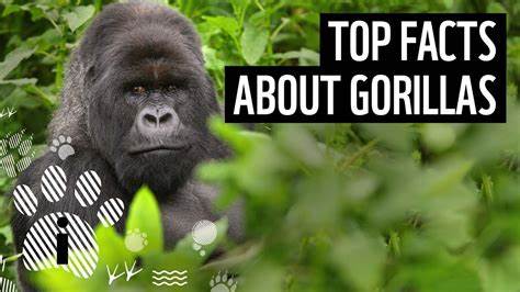 The Most Interesting Facts about Gorillas in Rwanda