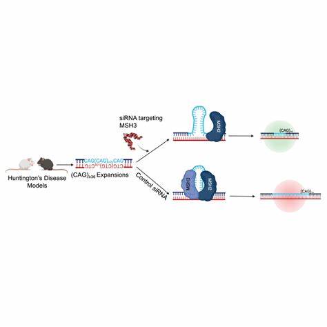 Reducing Huntington’s-related repeat expansions in patient cells and in mice