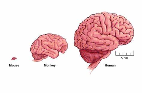 Mice grow bigger brains when given this stretch of human DNA