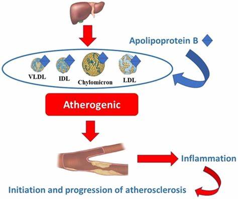 Each 10 mg/dL drop in ApoB cuts heart disease risk by 9%