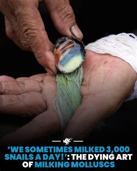 The dying art of milking molluscs