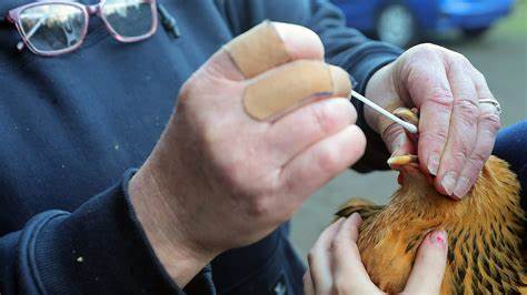 Trump administration cancels plans to develop a bird flu vaccine