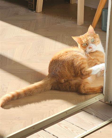 Mutation Explains the Mystifying Color of Orange Cats