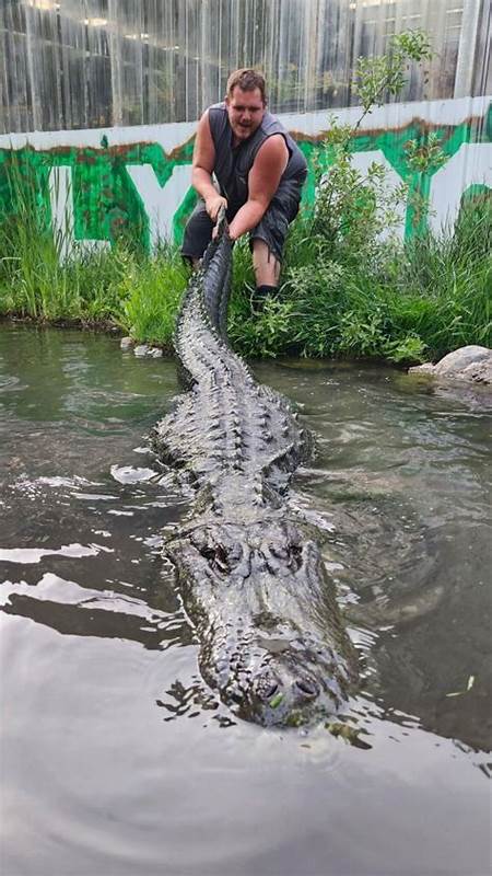 Alligator that starred in "Happy Gilmore" dies of old age in Colorado