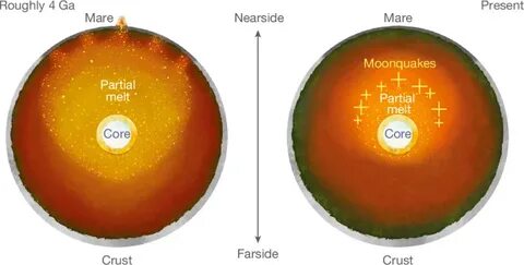 Thermal asymmetry in the Moon's mantle inferred from monthly tidal response